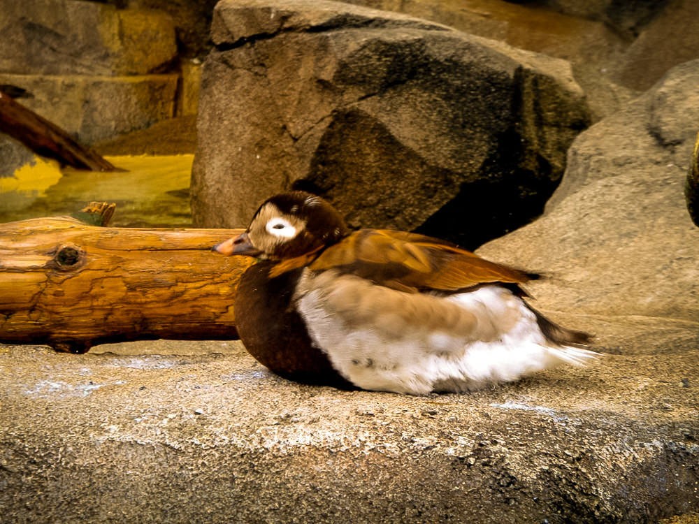Alaska SeaLife Center Alaska's Public Aquarium